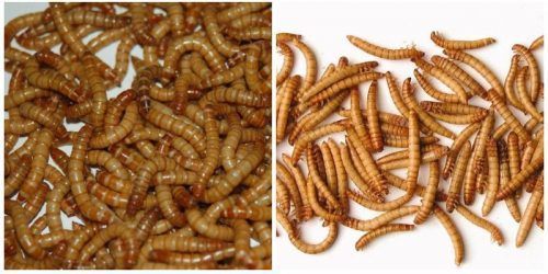 Как выращивать красных червей в домашних условиях?