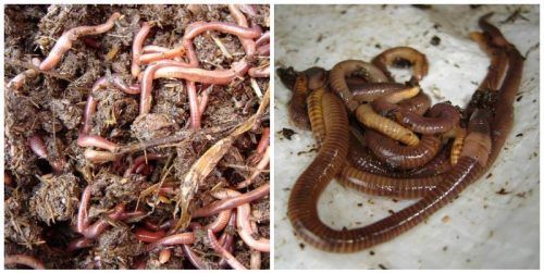 Как выращивать красных червей в домашних условиях?